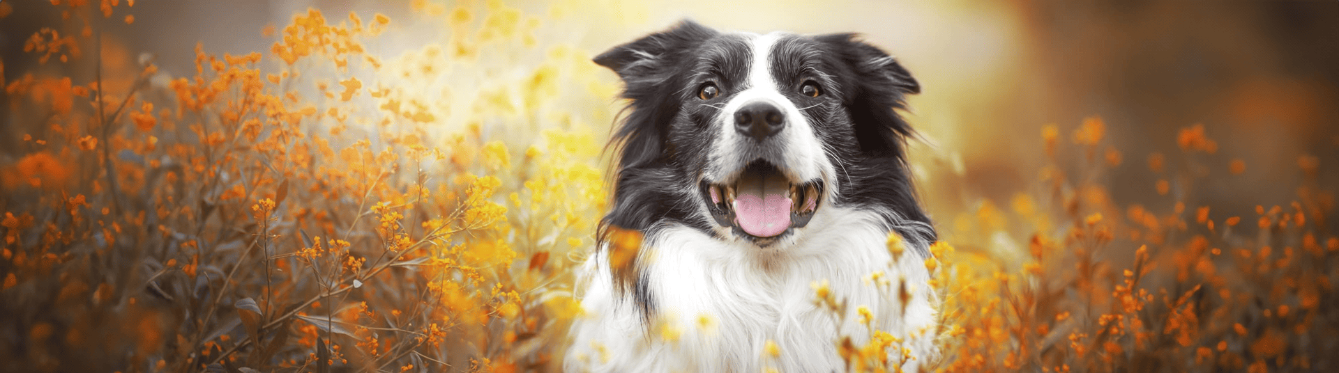 Hund sitzt in einem Feld